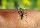 Alarmerende stijging van geïmporteerde malariagevallen in Suriname