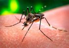 Geïmporteerde malariagevallen meer dan verdubbeld