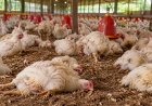 Pluimveehouder betwist vogelgriepdiagnose na dood 3500 kippen en schakelt advocaat in