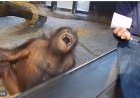 Orang-oetans kiezen eten na geluid van lachen