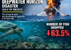 Zestien jaar na ramp met Deepwater Horizon vertoont leven in Golf van Mexico geen tekenen van