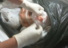 Dierlijke producten van reizigers in beslag genomen