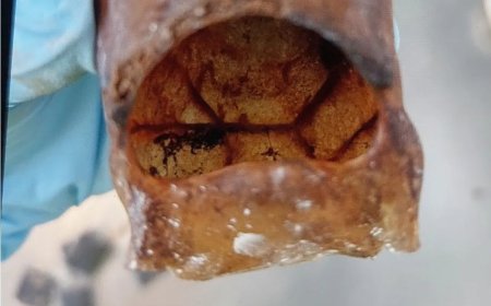 Surinaamse apenresten door Nederlandse douane onderschept