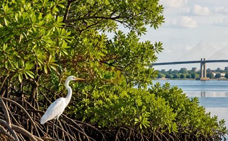Milieuproject langs Surinamerivier loopt tot 2029