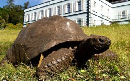 Reuzenschildpad van 194 jaar verbaast wetenschappers