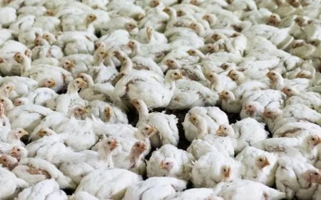 Gajadien en Parmessar willen duidelijkheid over vogelgriep en aanpak pluimveebedrijven