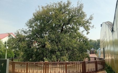 De wonderboom van Zhanhua: Hoe een ‘600 jaar’ oude winterjujube een regio redde en een miljar