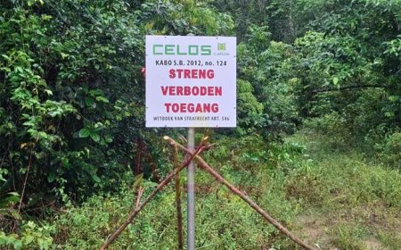 CELOS-directeur kondigt actie aan na meldingen van ontbossing bij Kabo