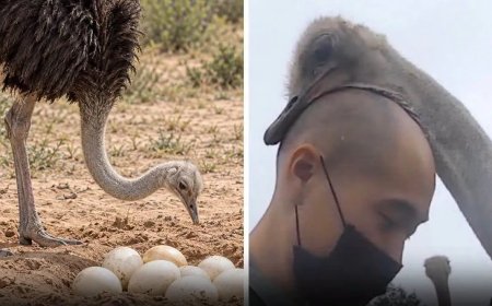 WIST U DAT: Japanse tv-zender onderzocht of struisvogels van kale mannen houden?