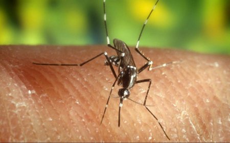 Alarmerende stijging van geïmporteerde malariagevallen in Suriname