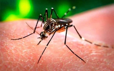 Geïmporteerde malariagevallen meer dan verdubbeld