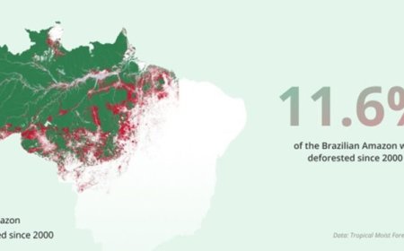 De losbandige wereld van 2026 (7): Verkiezingen in Brazilië: de Amazone en de toekomst van Zu