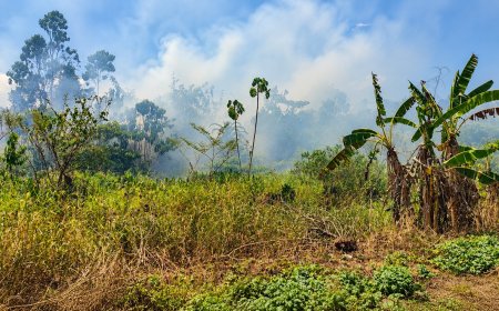 Rook van grote bosbrand in Commewijne bereikt Nieuw-Amsterdam, ook Paramaribo loopt risico