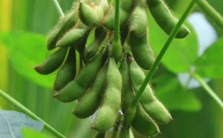 De teelt van soja in Suriname