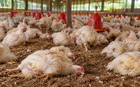Pluimveehouder betwist vogelgriepdiagnose na dood 3500 kippen en schakelt advocaat in