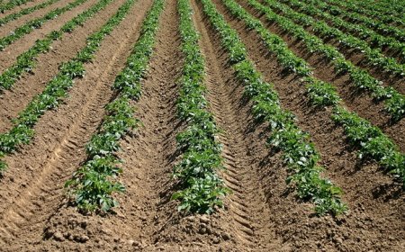LANDBOUW IN CRISIS, BELEID BLIJFT UIT