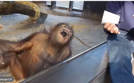 Orang-oetans kiezen eten na geluid van lachen