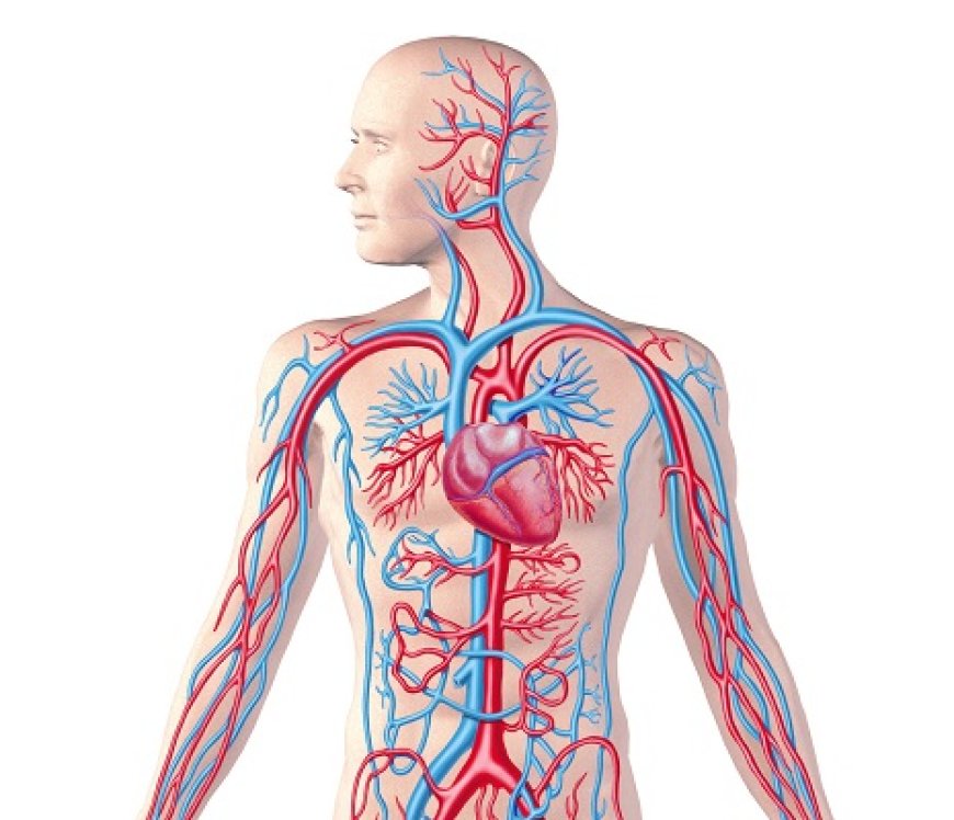 Cardioloog waarschuwt voor toenemende hart- en vaatziekten onder jongeren