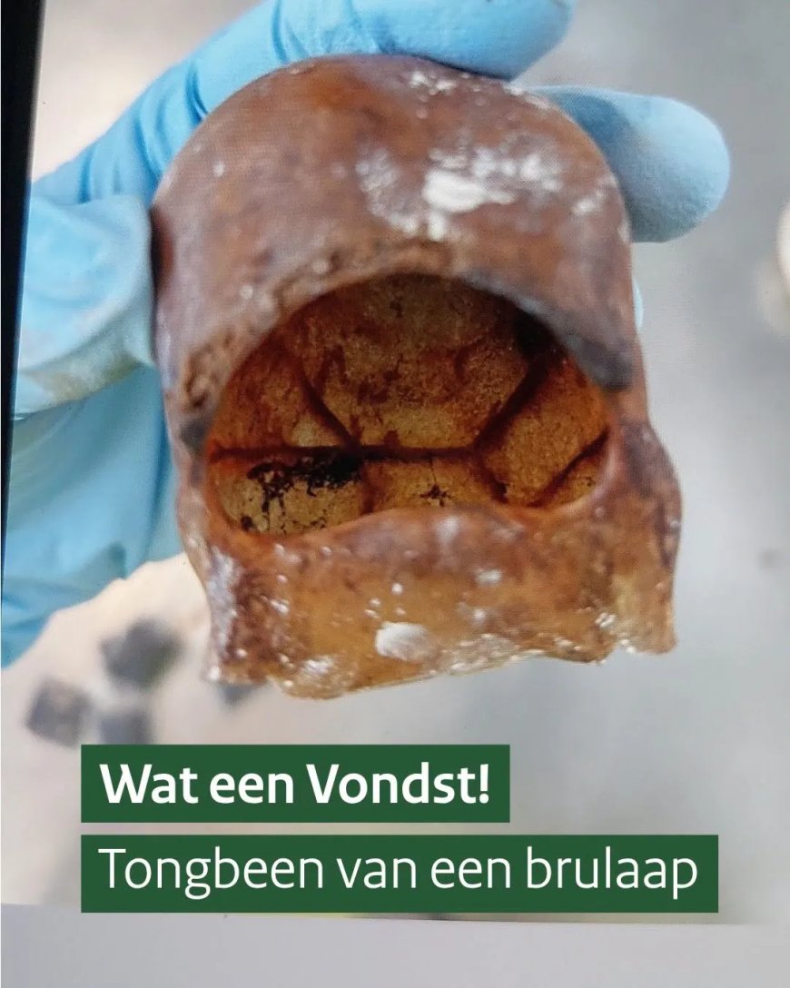 Surinaamse apenresten door Nederlandse douane onderschept