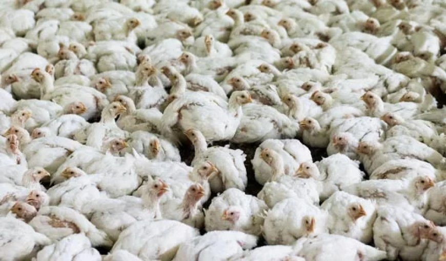 Gajadien en Parmessar willen duidelijkheid over vogelgriep en aanpak pluimveebedrijven
