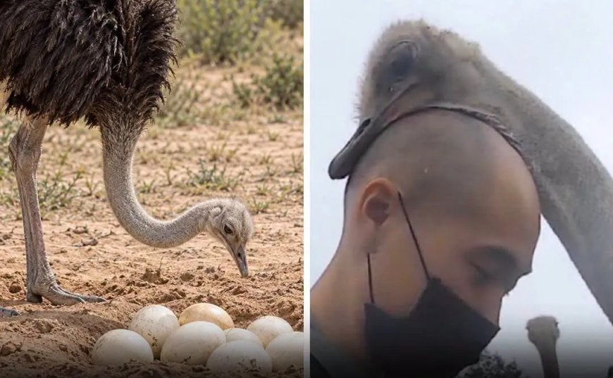 WIST U DAT: Japanse tv-zender onderzocht of struisvogels van kale mannen houden?