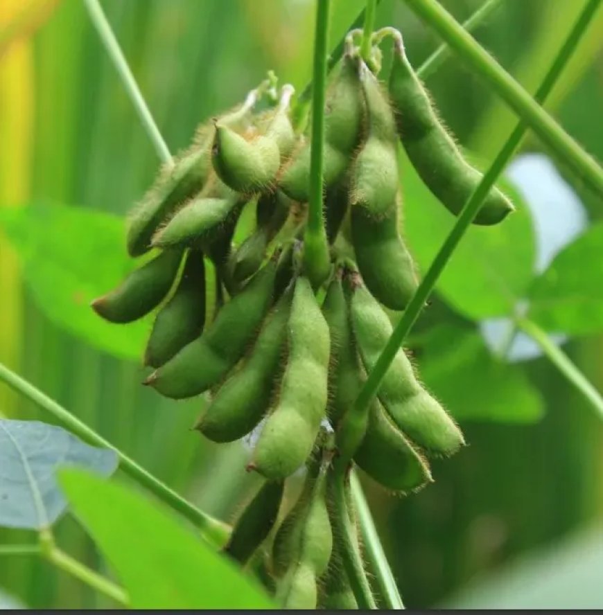 De teelt van soja in Suriname