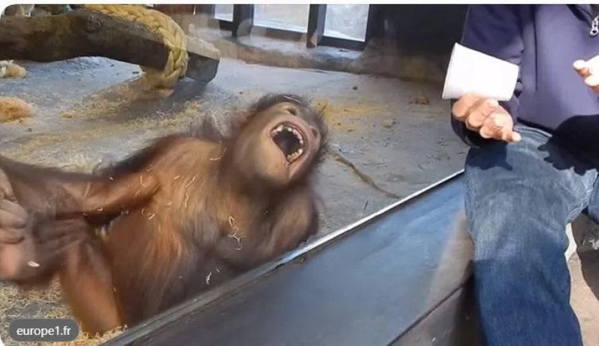 Orang-oetans kiezen eten na geluid van lachen
